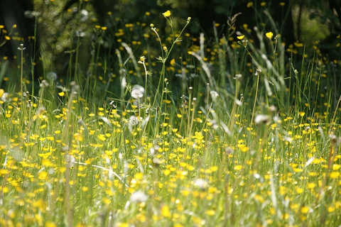 Heuschnupfen Pollen
das ganze Jahr aktiv